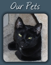 Our Pets